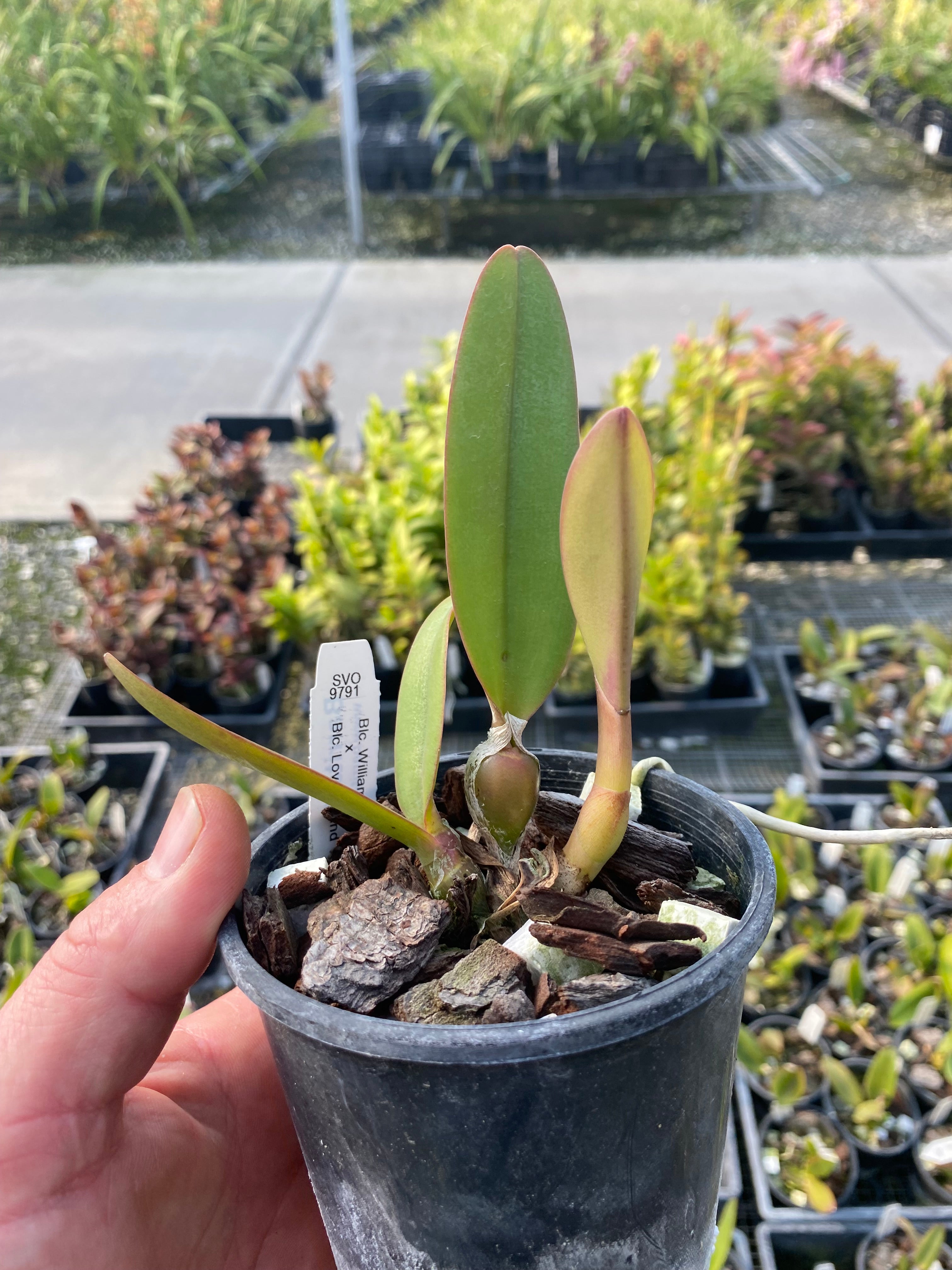 Cattleya seedlings in 100mm – Barrita Orchids