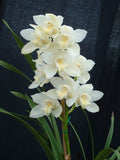 Cymbidium Orchid clone Cym. Kulnura Snow 'White Dream'