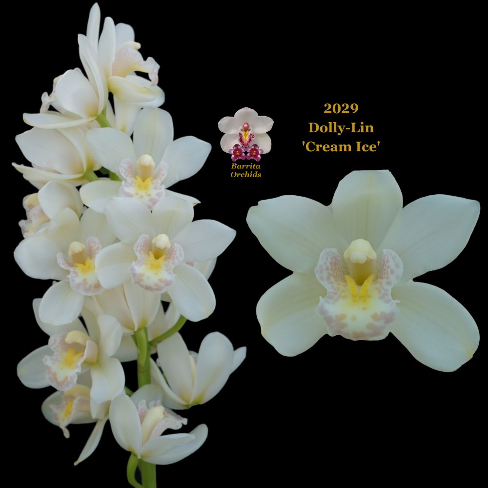 100mm Cymbidium Orchid Clone 2029 Dolly Lin Cream Ice Barrita Orchids 100mm-cymbidium-orchid-clone-2029-dolly-lin-cream-ice-barrita-orchids