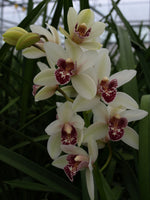 Cymbidium Orchid clone Cym. Barrita Sabre 'Bold'