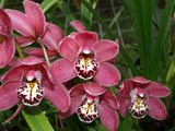 Cymbidium Orchid clone Cym. Barrita Twinkle 'Nice dark pink 4 spk'