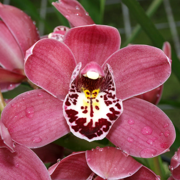 Cymbidium Orchid clone Cym. Barrita Twinkle 'Nice dark pink 4 spk'