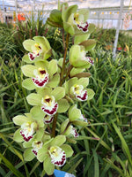 Cymbidium Orchid clone Cym. Freeling 'Green Ice'
