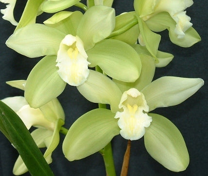 Cymbidium Orchid clone Cym. Culpaulin 'Ice'