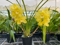 Cymbidium Orchid clone Cym. Kulnura Crisp 'Golden Alba'