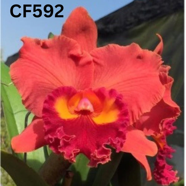 100mm Cattleya Orchid clone Rlc. Taichung Good Life 'King'