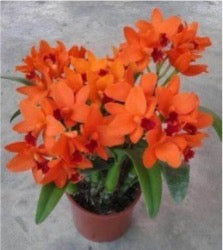 100mm Cattleya Orchid Clone Rth. Young-Min Gold