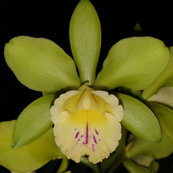 100mm Cattleya Orchid clone Rcc. Passionata 'Topaz'