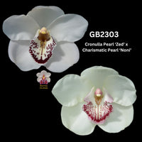 DEPOSIT for flasks of GB2303 Cronulla Pearl ‘Zed’ x Charismatic Pearl ‘Noni’