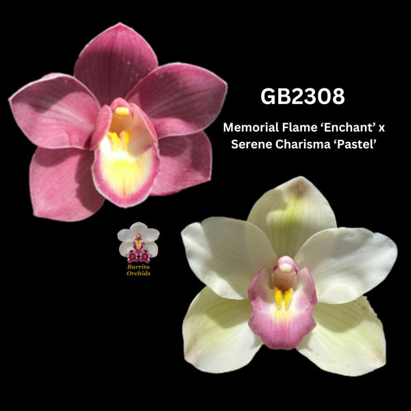 DEPOSIT for flasks of GB2308 Memorial Flame ‘Enchant’ x Serene Charisma ‘Pastel’