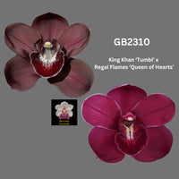 DEPOSIT for flasks of GB2310 King Khan ‘Tumbi’ x Regal Flames ‘Queen of Hearts’