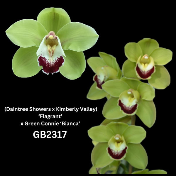 DEPOSIT for flasks of GB2317 (Daintree Showers x Kimberly Valley) ‘Flagrant’ x Green Connie ‘Bianca’