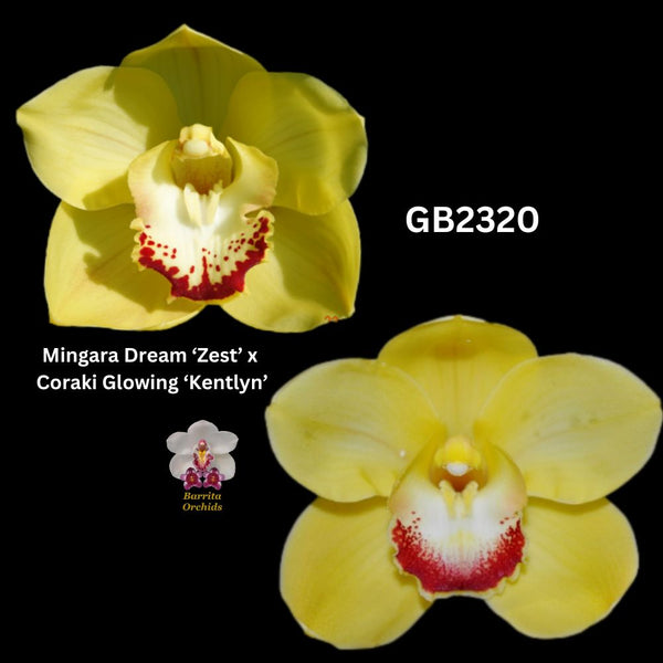 DEPOSIT for flasks of GB2320 Mingara Dream ‘Zest’ x Coraki Glowing ‘Kentlyn’