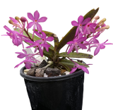 Orchid Seedling Vanda in a 100mm (Kaori 'Pink Beauty' x Asctm. ampullaceum 'Barrita')