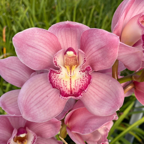 Cymbidium Orchid clone Cym. Barrita Sanguine 'Pink Perfection'