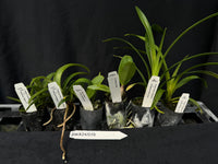 Orchid Seedling  Pack24/019
