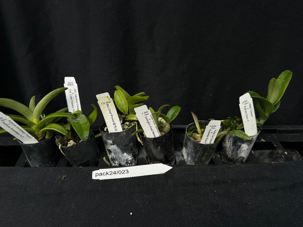 Orchid Seedling  Pack24/023