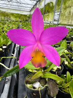 Cattleya Orchid Hybrid SVO10653 (C. Orchidglade 'SVO' HCC/AOS x Lc. Tiny Treasure 'Star Amethyst' HCC/AOS)
