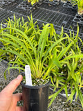 Cymbidium Orchid clone Cym. Barrita Sabre 'Bold'