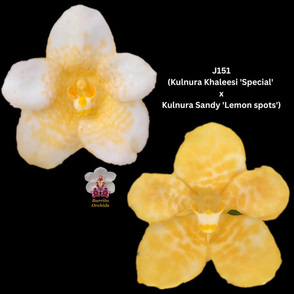 Sarcochilus Orchid Seedling.  J151 (Kulnura Khaleesi 'Special' x Kulnura Sandy 'Lemon spots')