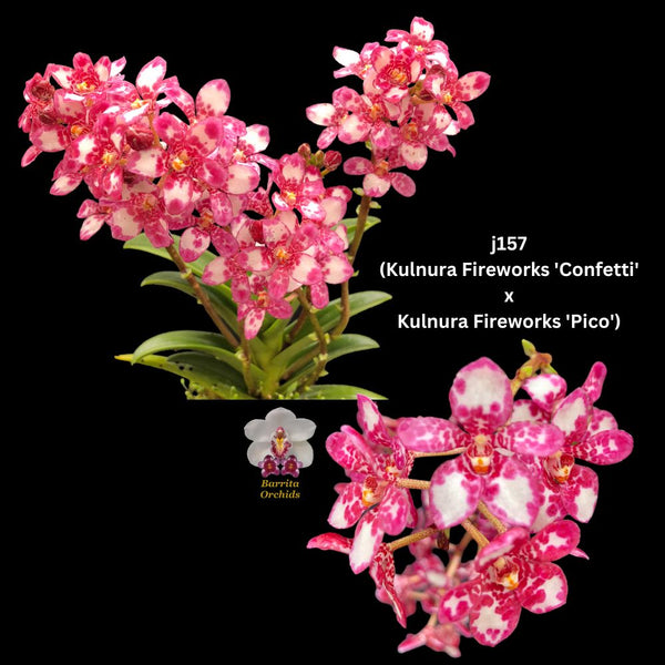 Sarcochilus Orchid Seedling.  j157 (Kulnura Fireworks 'Confetti' x Kulnura Fireworks 'Pico')