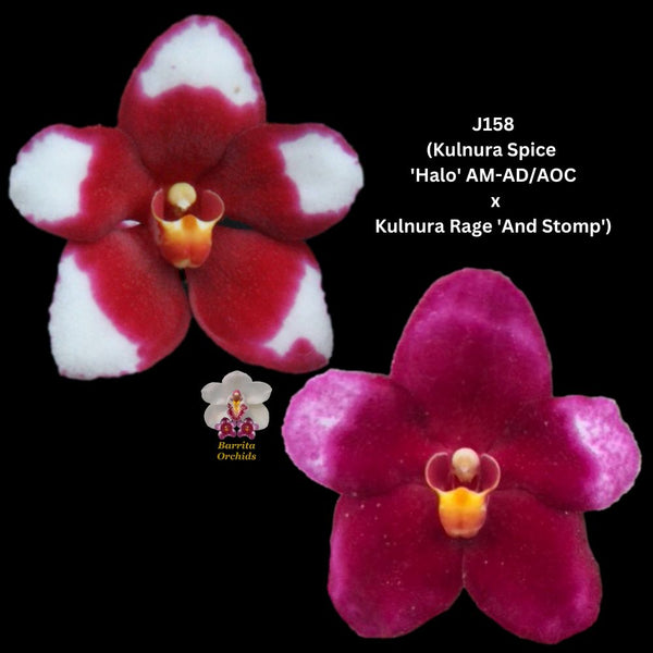 Sarcochilus Orchid Seedling. J158 (Kulnura Spice 'Halo' AM-AD/AOC X Kulnura Rage 'And Stomp')