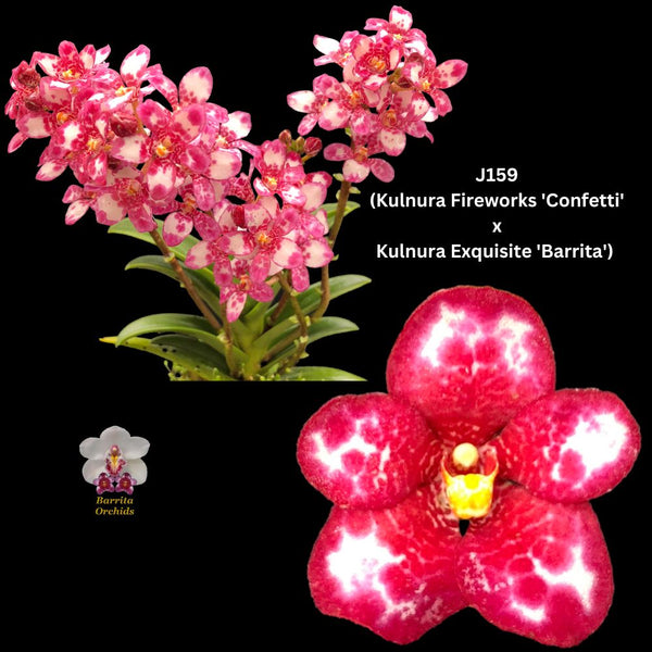 Sarcochilus Orchid Seedling. J159 (Kulnura Fireworks 'Confetti' x Kulnura Exquisite 'Barrita')