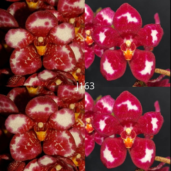 Sarcochilus Orchid Seedling. J163 (Kulnura Iridessa 'edge' X Kulnura Rage 'Flashy')