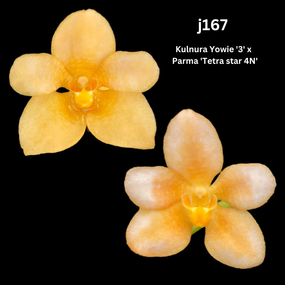 Sarcochilus Orchid Seedling. J167 (Kulnura Yowie '3' x Parma 'Tetra st