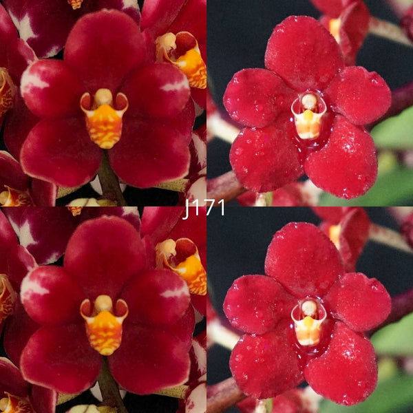Sarcochilus Orchid Seedling. J171 (Duno Nickys Twin 'Voo Doo' AM/AOC X Kulnura Fireball 'Robin')