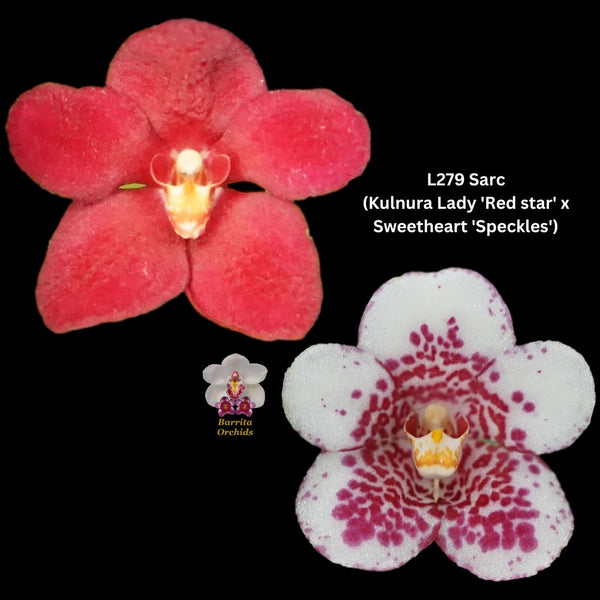 Sarcochilus flask L279 (Kulnura Lady 'Red star' x Sweetheart 'Speckles')