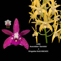 Dendrobium Orchid Seedling. L286 (Auscobber 'Danielle' x Dingadee Gold AM/AOC)