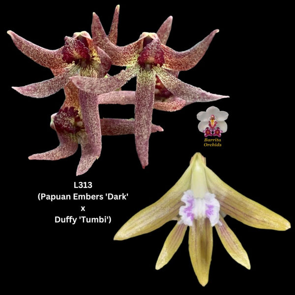 Dendrobium Orchid Seedling. L313 Den. (Papuan Embers 'Dark' x Duffy 'Tumbi')