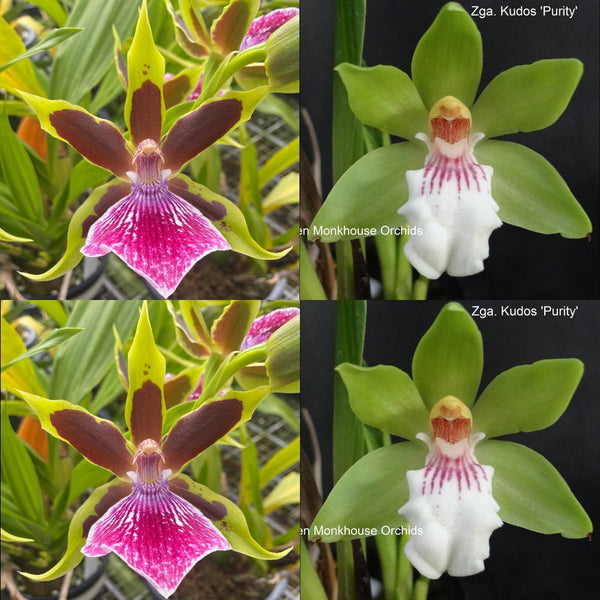Zygopetalum Orchid L315 (Gptm. Arlene Armour 'Conching' x Zga. Kudos 'Purity')