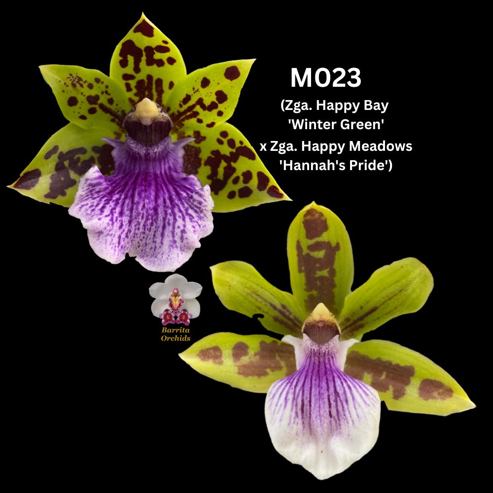 Zygopetalum Flask M023 (Zga. Happy Bay 'Winter Green' x Zga. Happy Mea