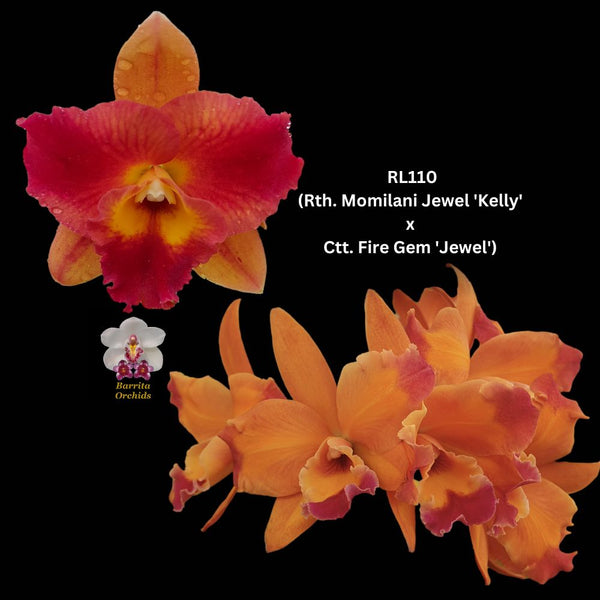 Cattleya Orchid Seedling RL110 (Rth. Momilani Jewel 'Kelly' x Ctt. Fire Gem 'Jewel')