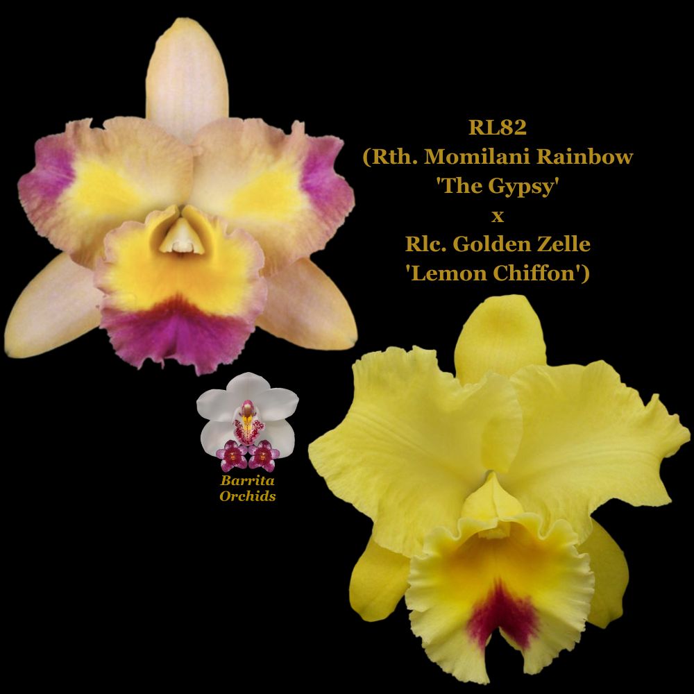 Amerika porno yulduzlar rasmlar Semiz yigit tomoshada oriq jojani sikadi