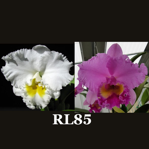 Cattleya Orchid Seedling  RL85 (Rlc. Chincogan 'Sharon' x Rlc. Brunswick Bonanza 'Waringah')