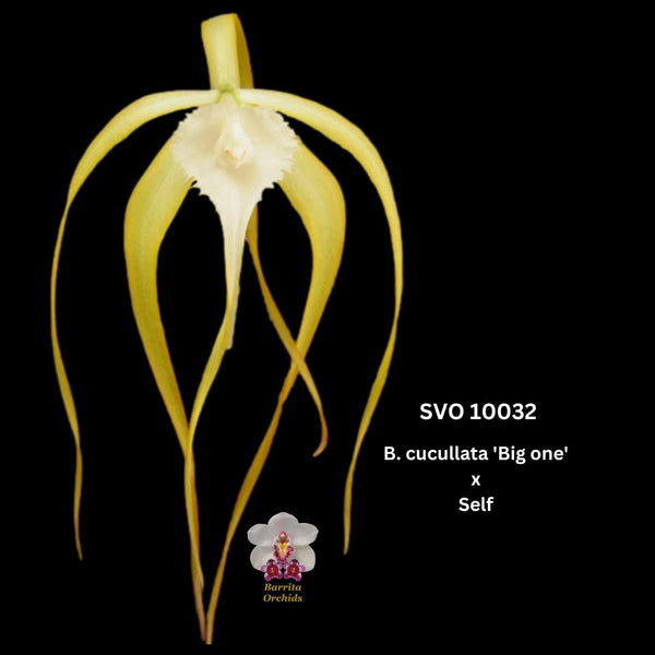 Cattleya Orchid Seedling SVO10032t (B. cucullata '4' x self)