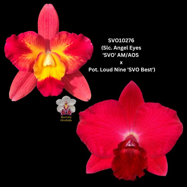Cattleya Orchid Seedling SVO10276 (Slc. Angel Eyes 'SVO' AM/AOS x Pot. Loud Nine 'SVO Best')