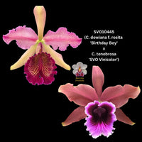Cattleya Orchid Seedling SVO10445 (C. dowiana f. rosita 'Birthday Boy' x C. tenebrosa 'SVO Vinicolor')