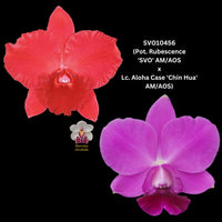 Cattleya Orchid Seedling SVO10456 (Pot. Rubescence 'SVO' AM/AOS x Lc. Aloha Case 'Ching Hua' AM/AOS)