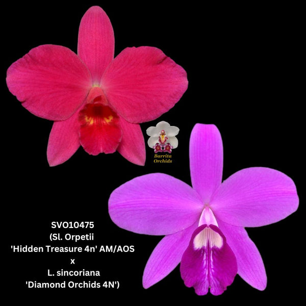 Cattleya Orchid Seedling SVO10475 (Sl. Orpetii 'Hidden Treasure 4n' AM/AOS x L. sincorana 'Diamond Orchids 4N')