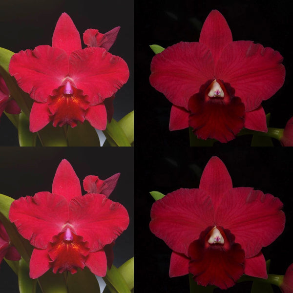 100mm Cattleya Orchid Seedling [Pot. Sylvia Wagner 'SVO' x Pot. (Paradise Rose x Rubescence) 'SVO']