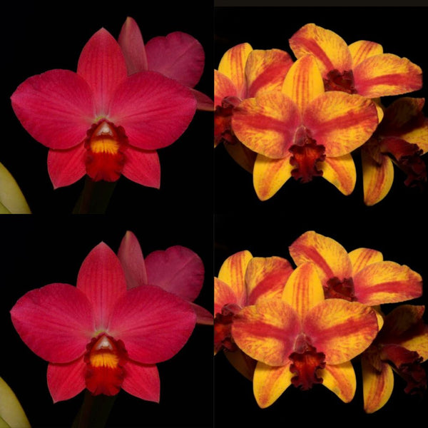 100mm Cattleya Orchid Seedling SVO9830 (Slc. Virginia Dickey ' Diamond Orchids' AM/AOS x Slc. Barefoot Mailman 'H&R')