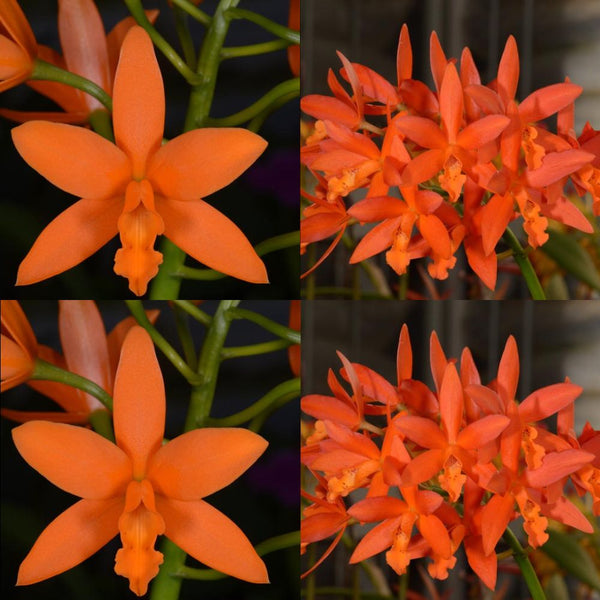 100mm Cattleya Orchid Seedling (Lc. Trick or Treat 'SVO' 4n x Lc. Trick or Treat 'Orange Magic' AM/AOS)