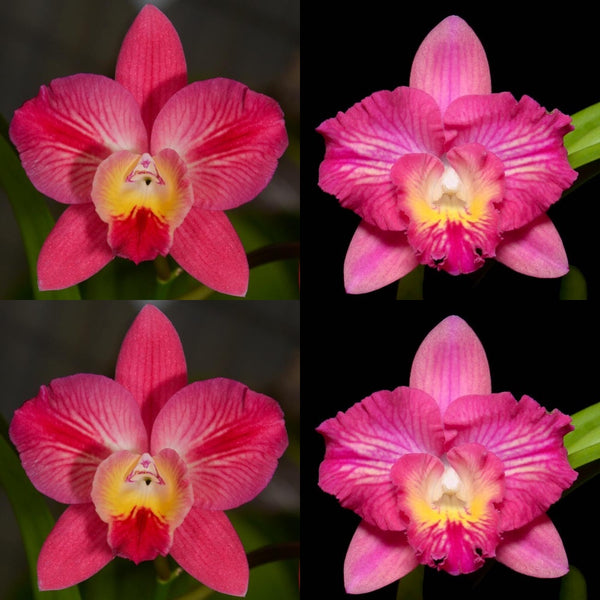 100mm Cattleya Orchid Seedling (Slc. Cosmic Angel 'SVO Candy Stripe' x Pot. Men. Cristiana Montero 'SVO Sparkle')
