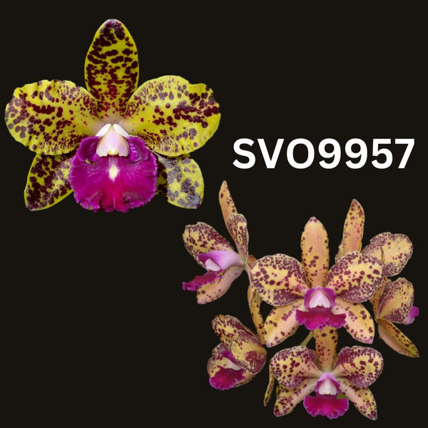 100mm Cattleya Orchid Seedling. SVO 9957 (Slc. Mem. Evelyn Paquette 'SVO' x Blc. Sun Spots 'Tan Man Spots')