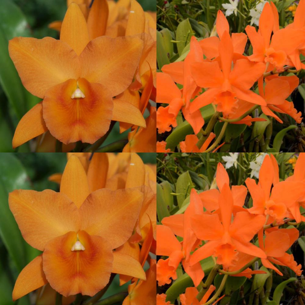 Ovillo Lana 100% Orquídea 100grs – Laturquesastore