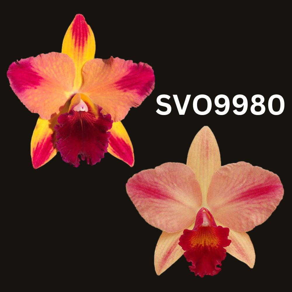 Cattleya Orchid Seedling (Pot. Rubescent Magic 'May Splash' x Pot. Mar